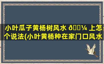 小叶瓜子黄杨树风水 🐼 上怎么个说法(小叶黄杨种在家门口风水好不好)